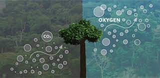 Deforestation Dilemma