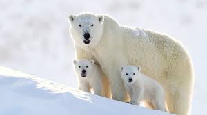 Polar Bears and the Tundra