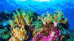 The Coral Reef that's Taller than the Empire State Building!