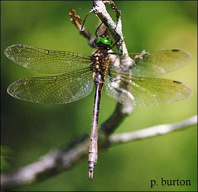 giant dragonfly extinct