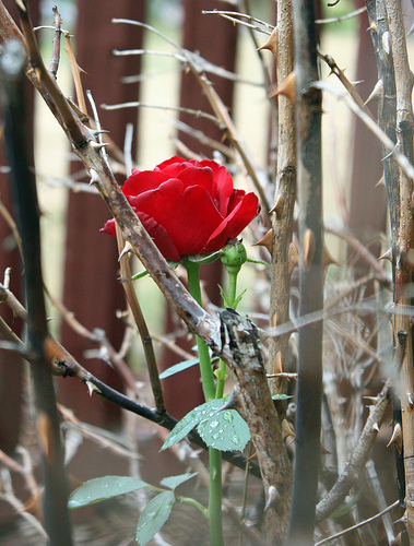 The Rose Amidst the Thorns