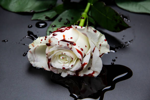 https://media.istockphoto.com/id/1225864188/photo/beautiful-and-bloody-white-rose-on-the-dark-background-bloody-rose-conceptual-photo-white.jpg?s=612x612&w=0&k=20&c=WC3Mmdu1THgnABquWQN3fL1gdI48TfPugSyG2QsXS7U=