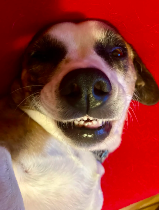 May Pet of the Month