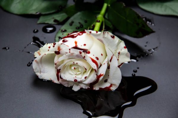 Beautiful and bloody white rose on the dark background. Bloody rose - conceptual photo.  White rose with blood.