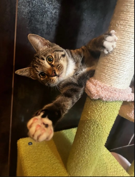 November Pet of the Month
