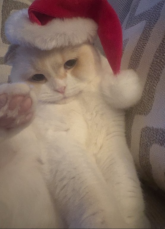 December Pet of the Month