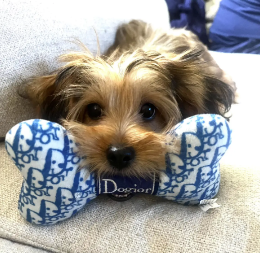 January Pet of the Month