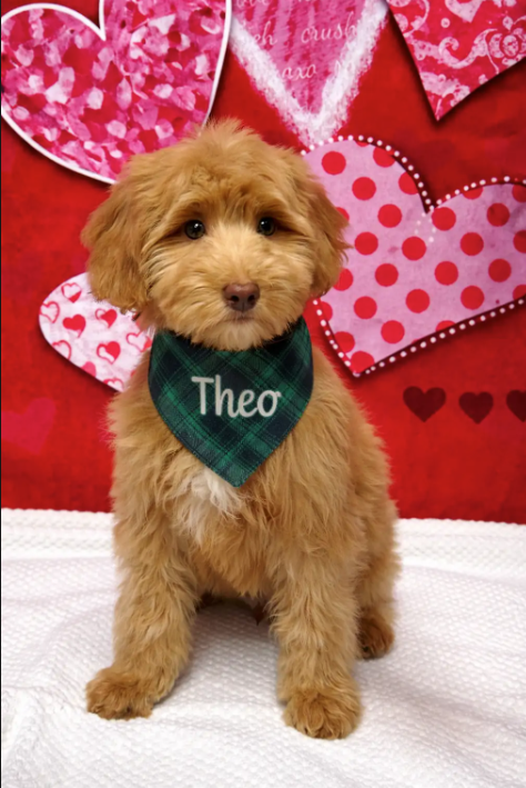 February Pet of the Month