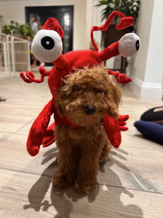 March Pet of the Month