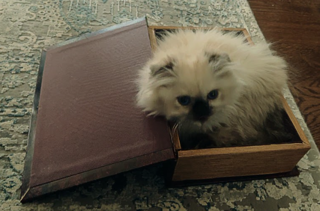 April Pet of the Month