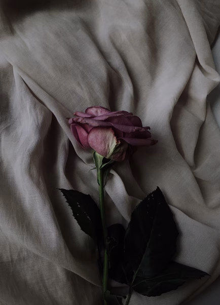 https://images.unsplash.com/photo-1562252185-16feebe22b25?fm=jpg&q=60&w=3000&auto=format&fit=crop&ixlib=rb-4.1.0&ixid=M3wxMjA3fDB8MHxzZWFyY2h8Mnx8c2FkJTIwZmxvd2VyfGVufDB8fDB8fHww