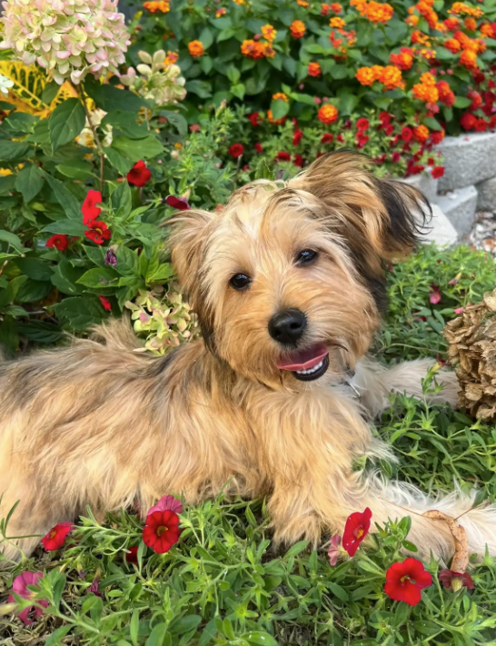 May Pet of the Month